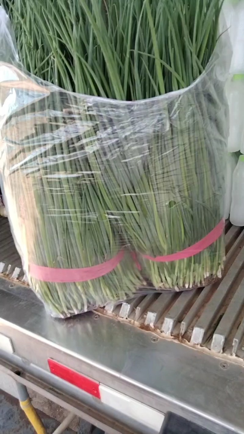 小葱！小葱苗！基地直供，品种齐全，量大从优，物美价廉！