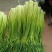 蒜臺白帽蒜苔红帽蒜臺可加工精品小把提供大型冷库