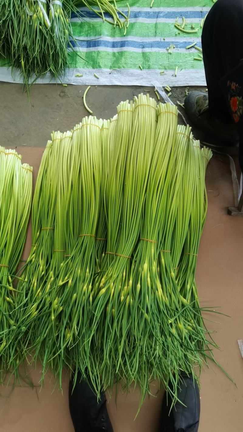 蒜臺白帽蒜苔红帽蒜臺可加工精品小把提供大型冷库