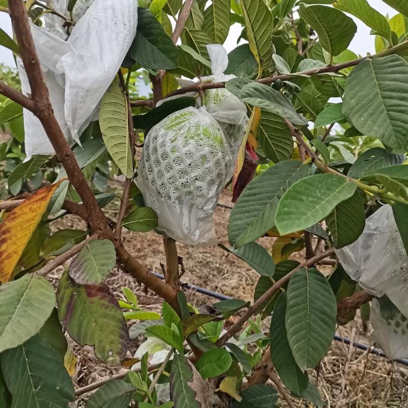 帝王芭乐社区团购，整车落地，，，，，，，，