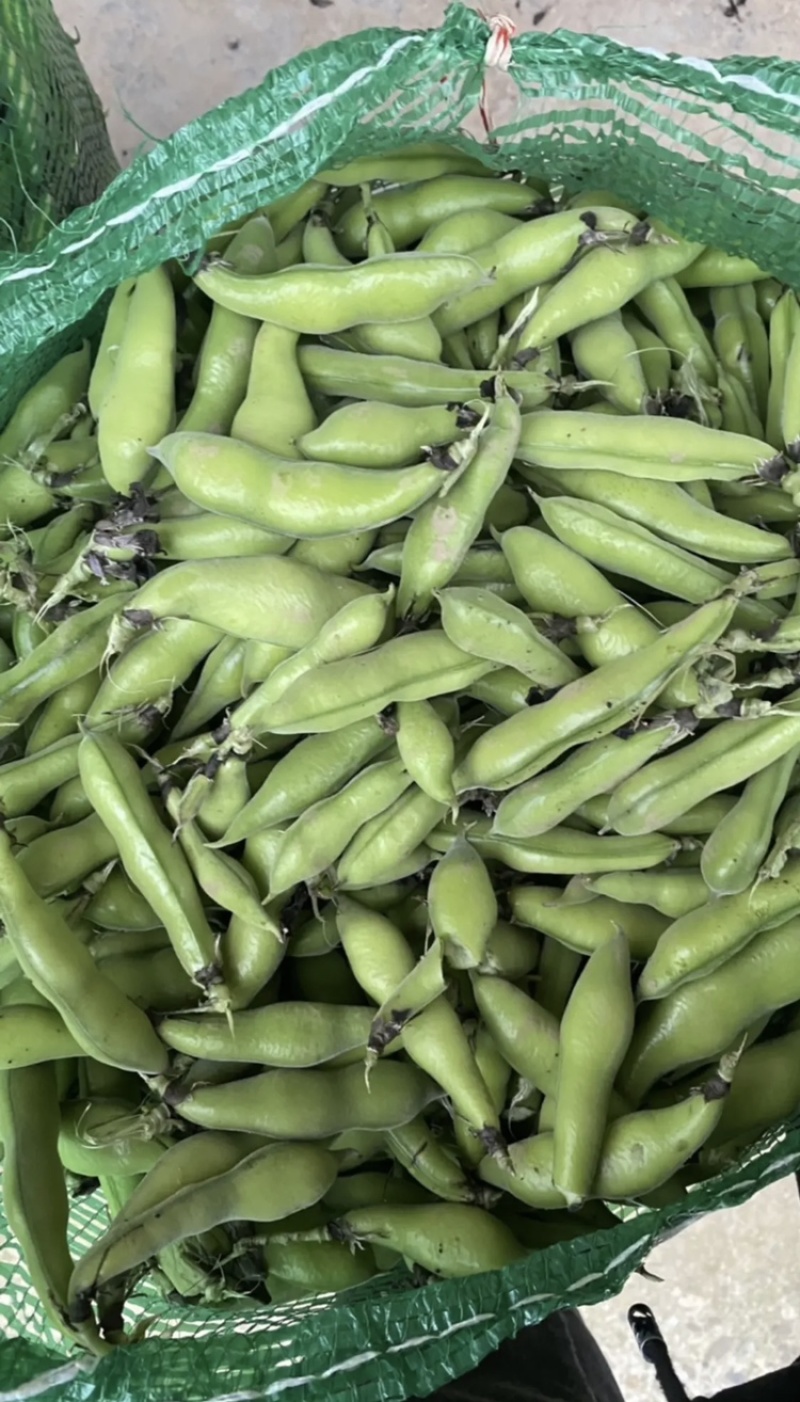 四川本地胡豆蚕豆纯大白胡豆蚕豆兰花豆品质保证供货稳定