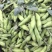 四川本地胡豆蚕豆纯大白胡豆蚕豆兰花豆品质保证供货稳定