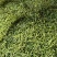四川本地胡豆蚕豆纯大白胡豆蚕豆兰花豆品质保证供货稳定