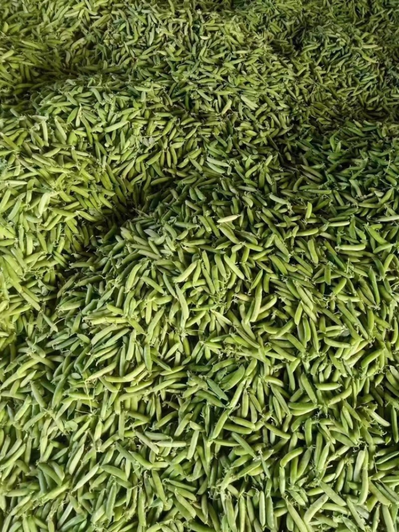 四川本地胡豆蚕豆纯大白胡豆蚕豆兰花豆品质保证供货稳定