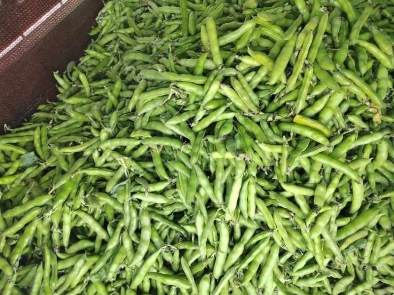 四川本地胡豆蚕豆纯大白胡豆蚕豆兰花豆品质保证供货稳定