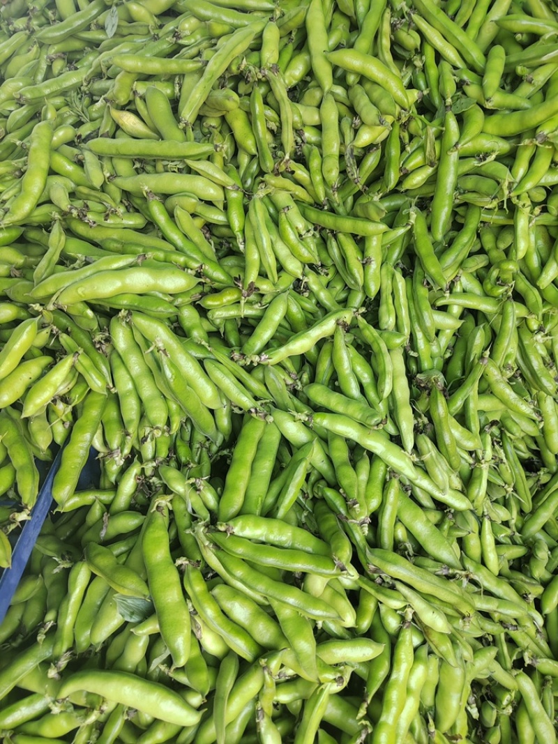 四川本地胡豆蚕豆纯大白胡豆蚕豆兰花豆品质保证供货稳定