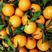 夏橙，产地直供，口感纯正，汁水丰富，承接电商平台批发。