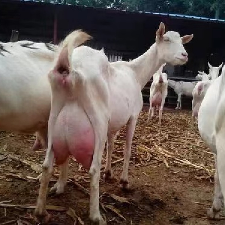 山羊奶 日本进口Goat's milk山羊奶乳木果洗发露水保湿滋润修护干燥护肤