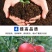 酵素生物羊粪有机肥菌肥改良土壤肥沃土壤
