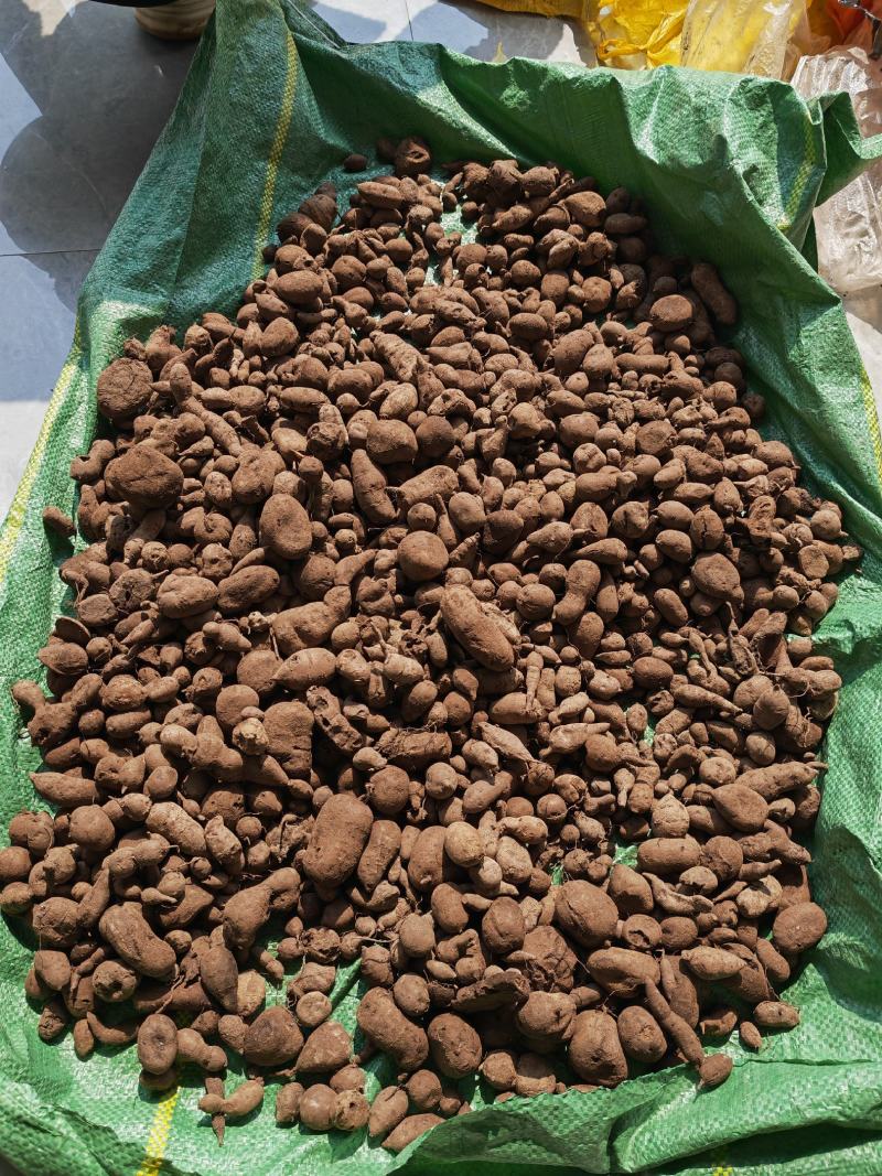 云南文山野生三叶青，新鲜统货，选货，一手货源量大从优