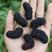 黑珍珠果桑苗北方抗寒品种