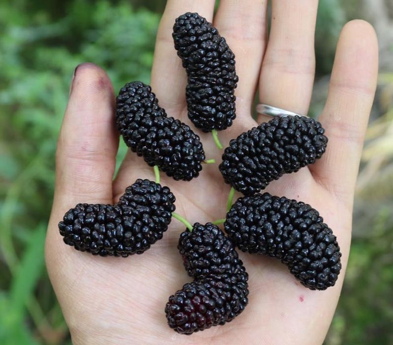 黑珍珠果桑苗北方抗寒品种