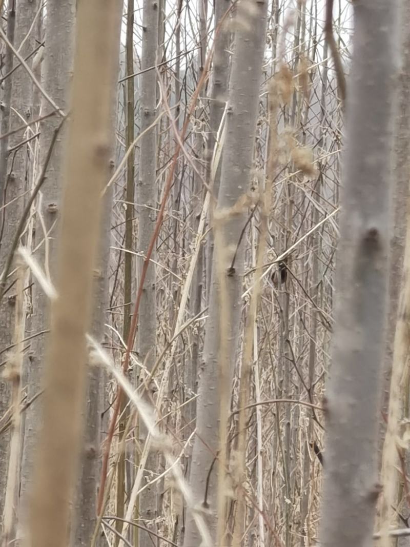 【杜仲树】河北保定，树苗种植基地，一手货源，保质保量