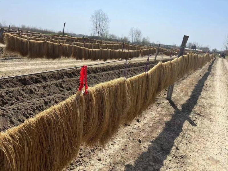 红薯粉条正宗红薯粉条安徽厂家直发品质货源欢迎下单