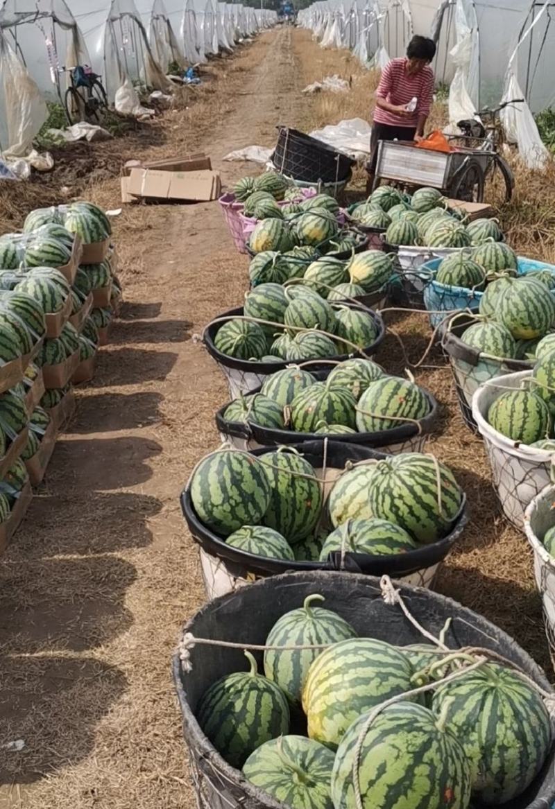西瓜无籽美都西瓜产地直发保质保量代发全国