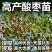 晋酸3号高产药用双仁酸枣苗野生山枣苗南北方种植盆地栽当年