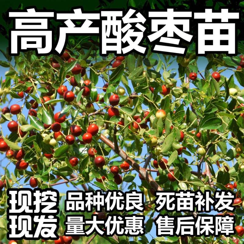 晋酸3号高产药用双仁酸枣苗野生山枣苗南北方种植盆地栽当年