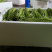 江苏新鲜嫩芦蒿现摘现发去叶无老根鲜嫩爽口茼蒿藜蒿泥蒿野生
