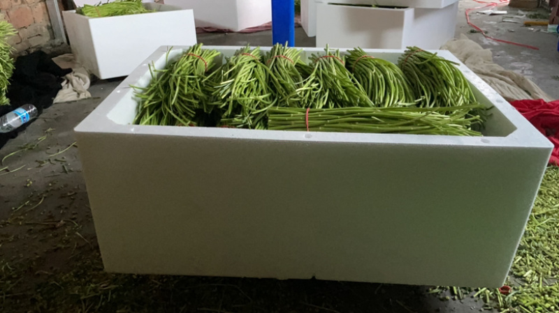江苏新鲜嫩芦蒿现摘现发去叶无老根鲜嫩爽口茼蒿藜蒿泥蒿野生