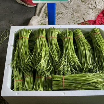 江苏新鲜嫩芦蒿现摘现发去叶无老根鲜嫩爽口茼蒿藜蒿泥蒿野生