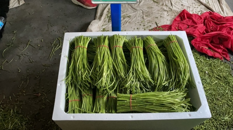 江苏新鲜嫩芦蒿现摘现发去叶无老根鲜嫩爽口茼蒿藜蒿泥蒿野生
