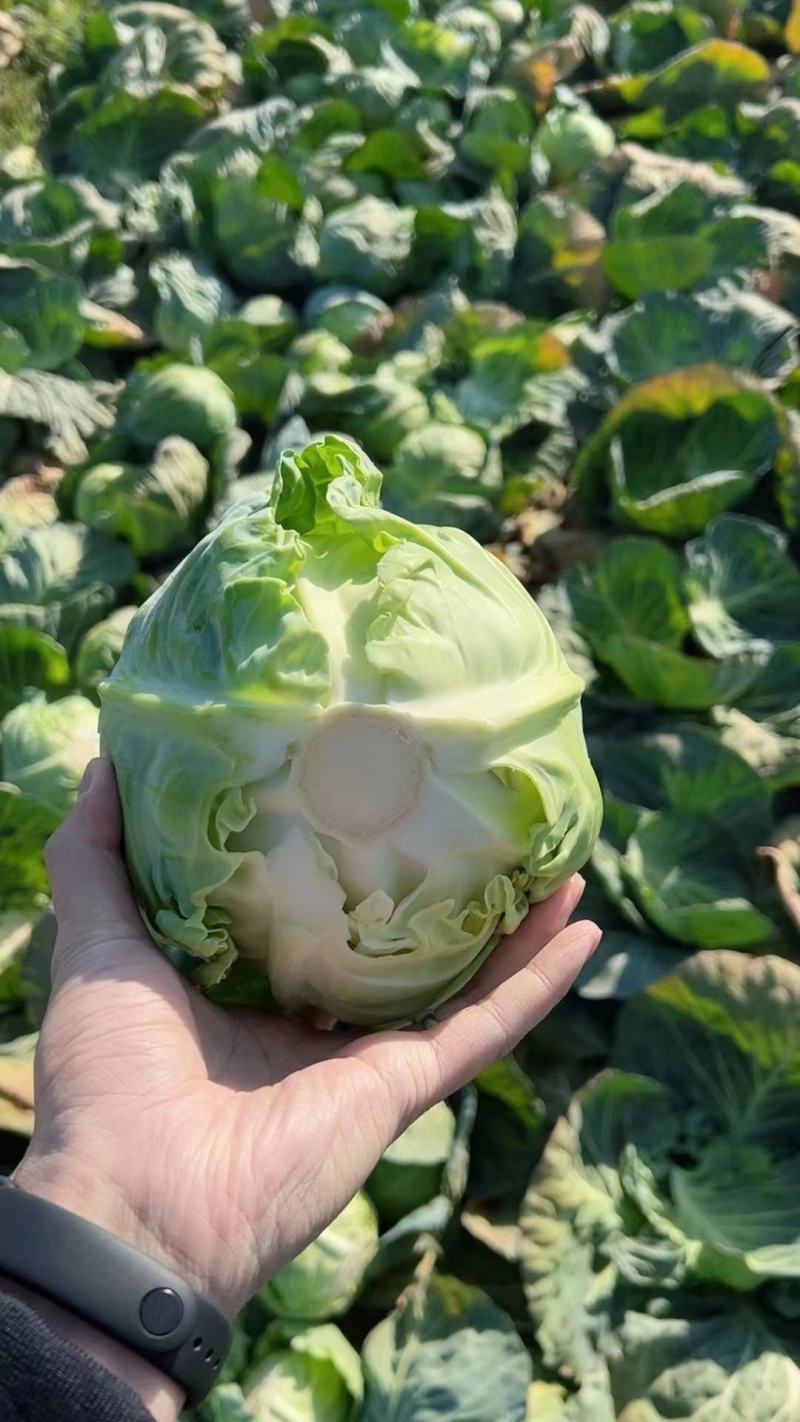 湖北甘蓝楚禾5号，斯特丹，颜色清秀，质量保证，产地直发。