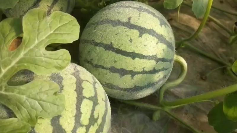 8424美都，嘉年华，，电商，超市，批发市场，都可长供应