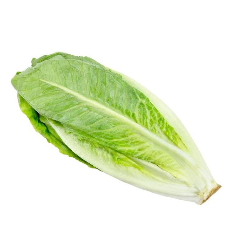 云南罗马生菜