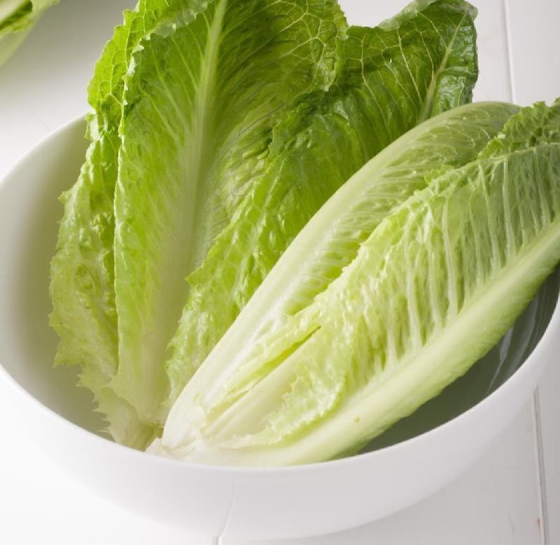 云南罗马生菜