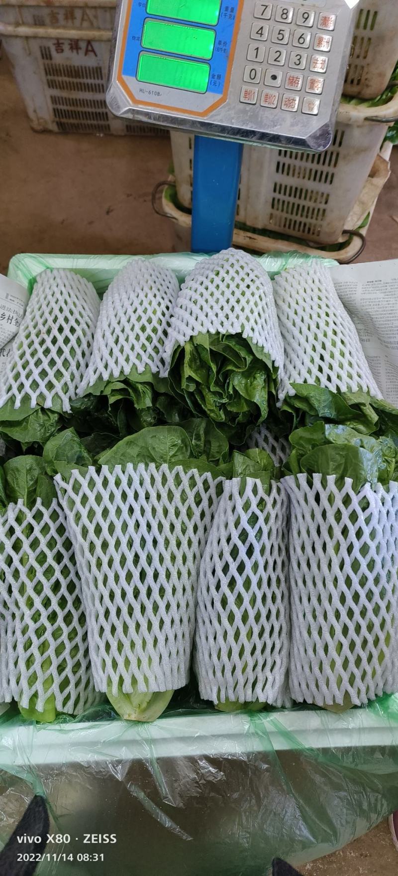 云南罗马生菜