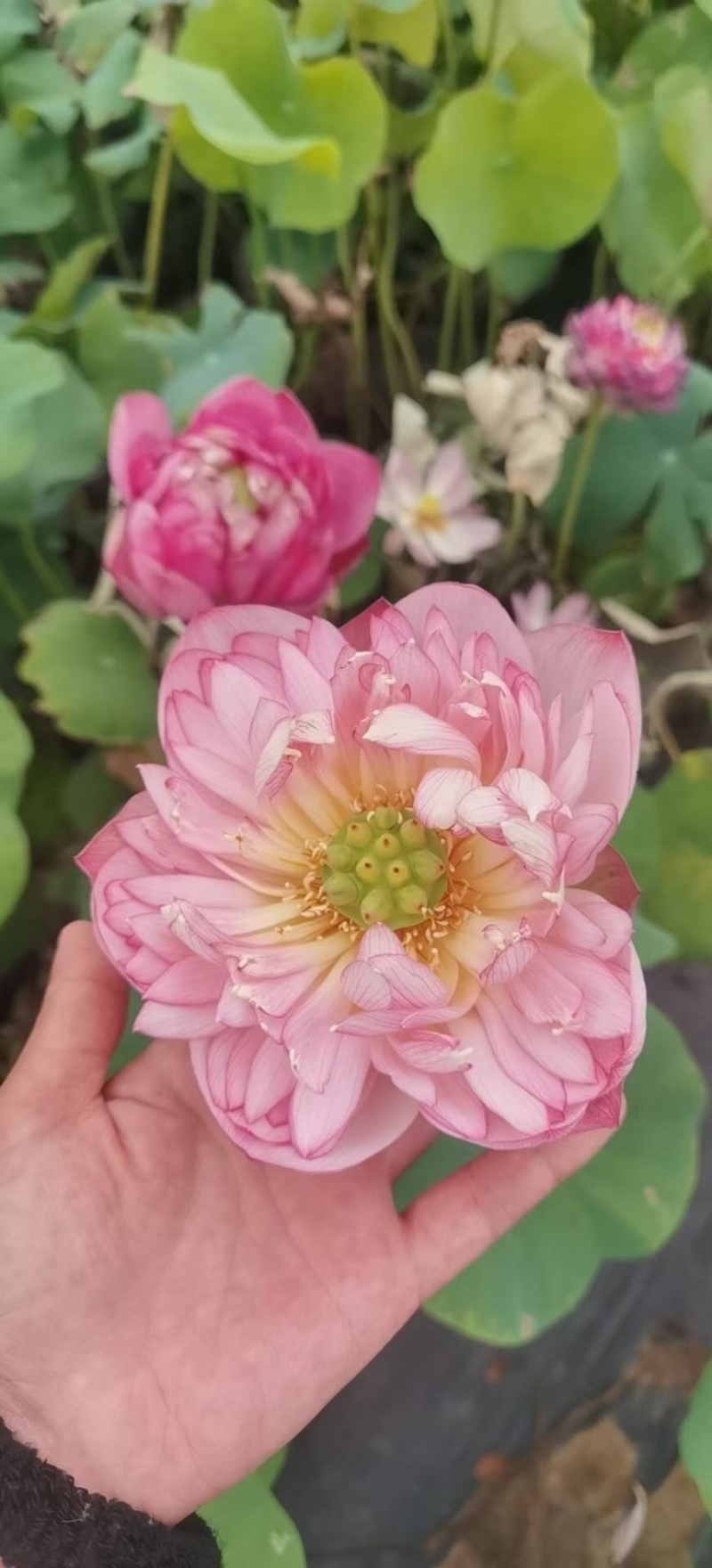 精品观赏荷花苗盆栽荷花苗食用观赏荷花湖南荷花苗池塘四季
