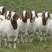 云南纯种波尔山羊怀孕母羊支持视频一对一挑选全国发货