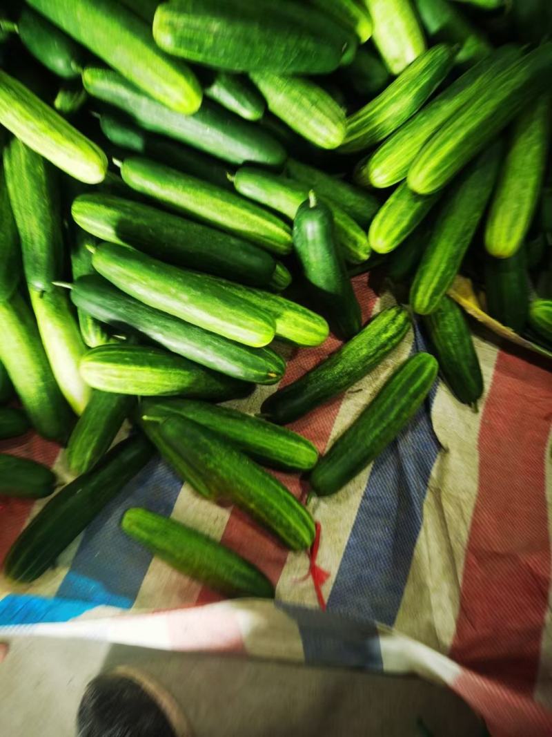 燕白黄瓜大量供应中