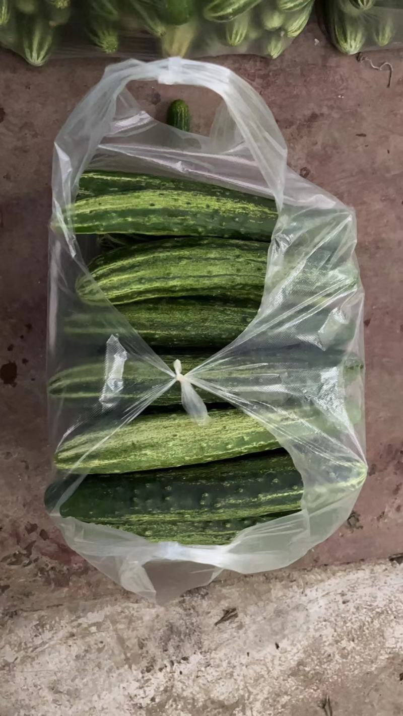 燕白黄瓜大量供应中