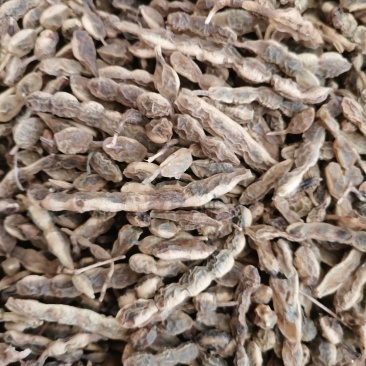 槐豆槐角槐实槐连豆花茶槐豆净货无杆杂质常年收购销大货
