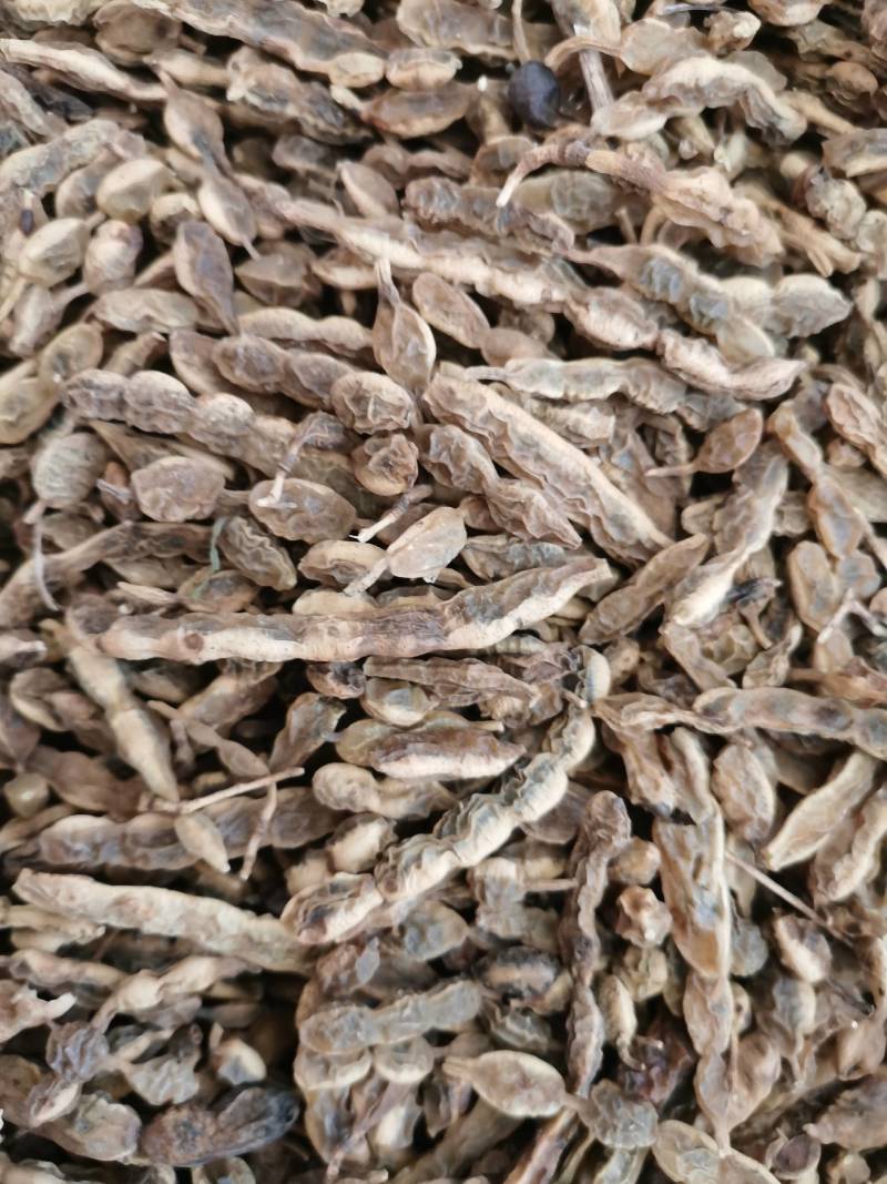 槐豆槐角槐实槐连豆花茶槐豆净货无杆杂质常年收购销大货
