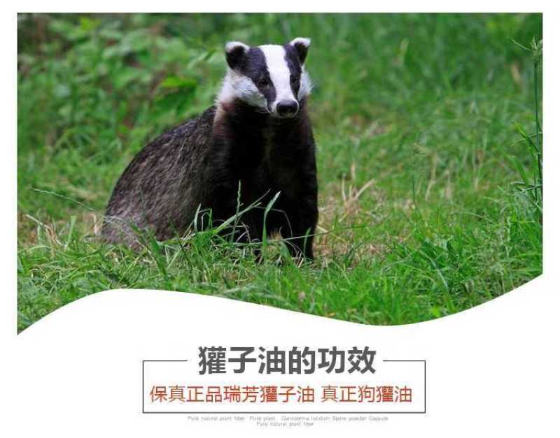 獾油2瓶共4两内有使用说明书