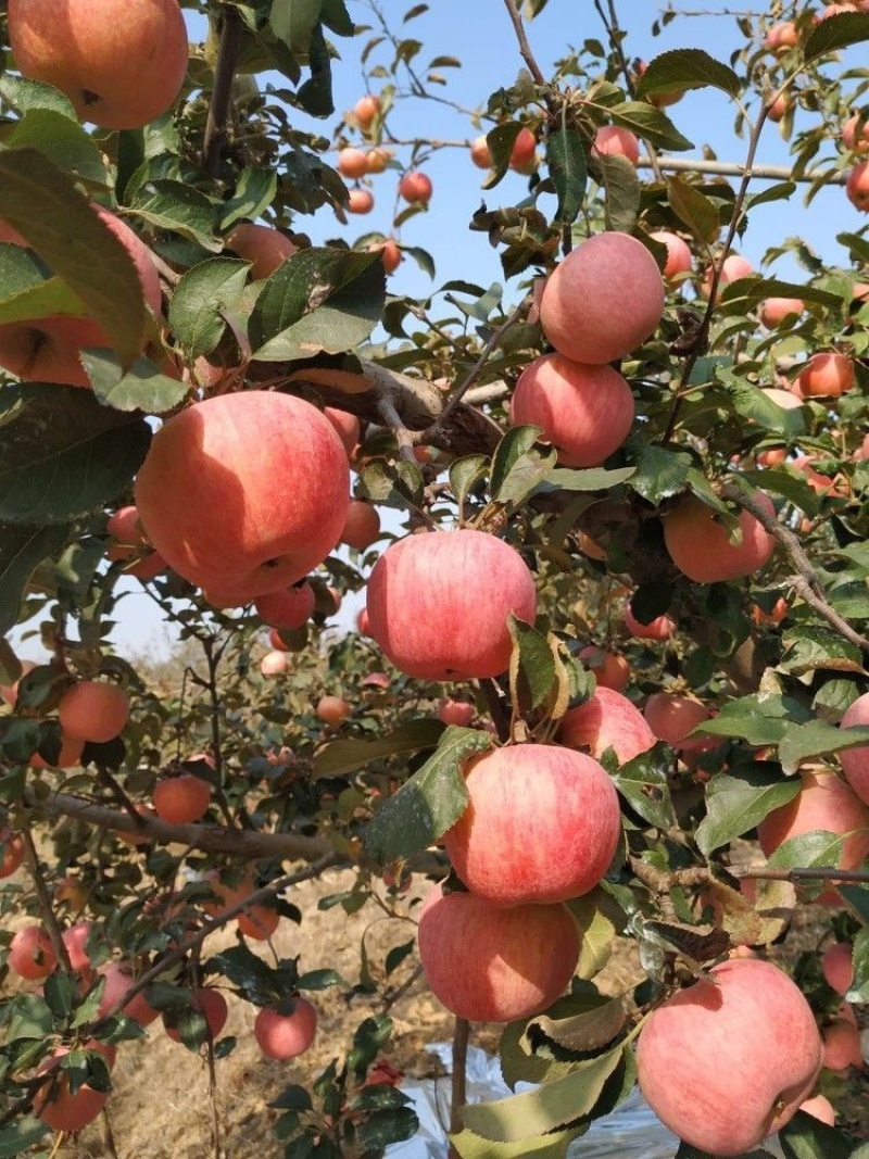 新品种特大国光苹果树苗盆地栽嫁接苗南北方种植