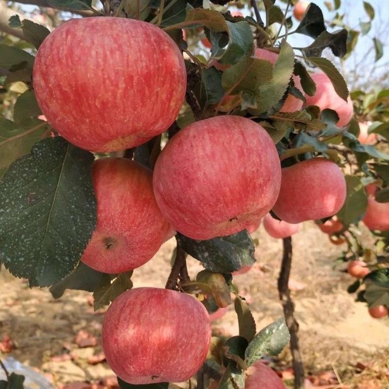 新品种特大国光苹果树苗盆地栽嫁接苗南北方种植