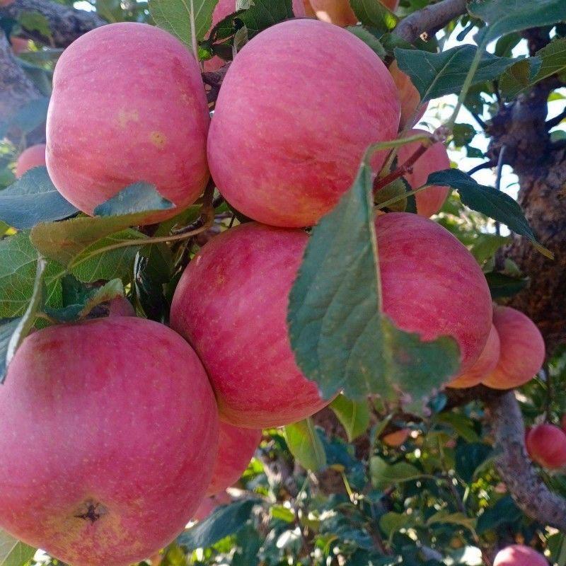 新品种特大国光苹果树苗盆地栽嫁接苗南北方种植