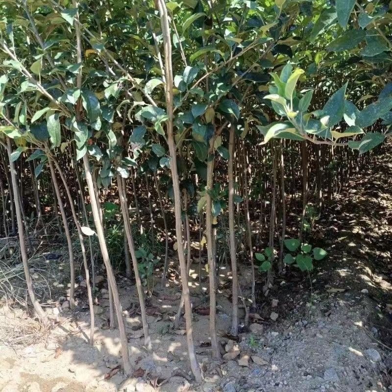 新品种特大国光苹果树苗盆地栽嫁接苗南北方种植