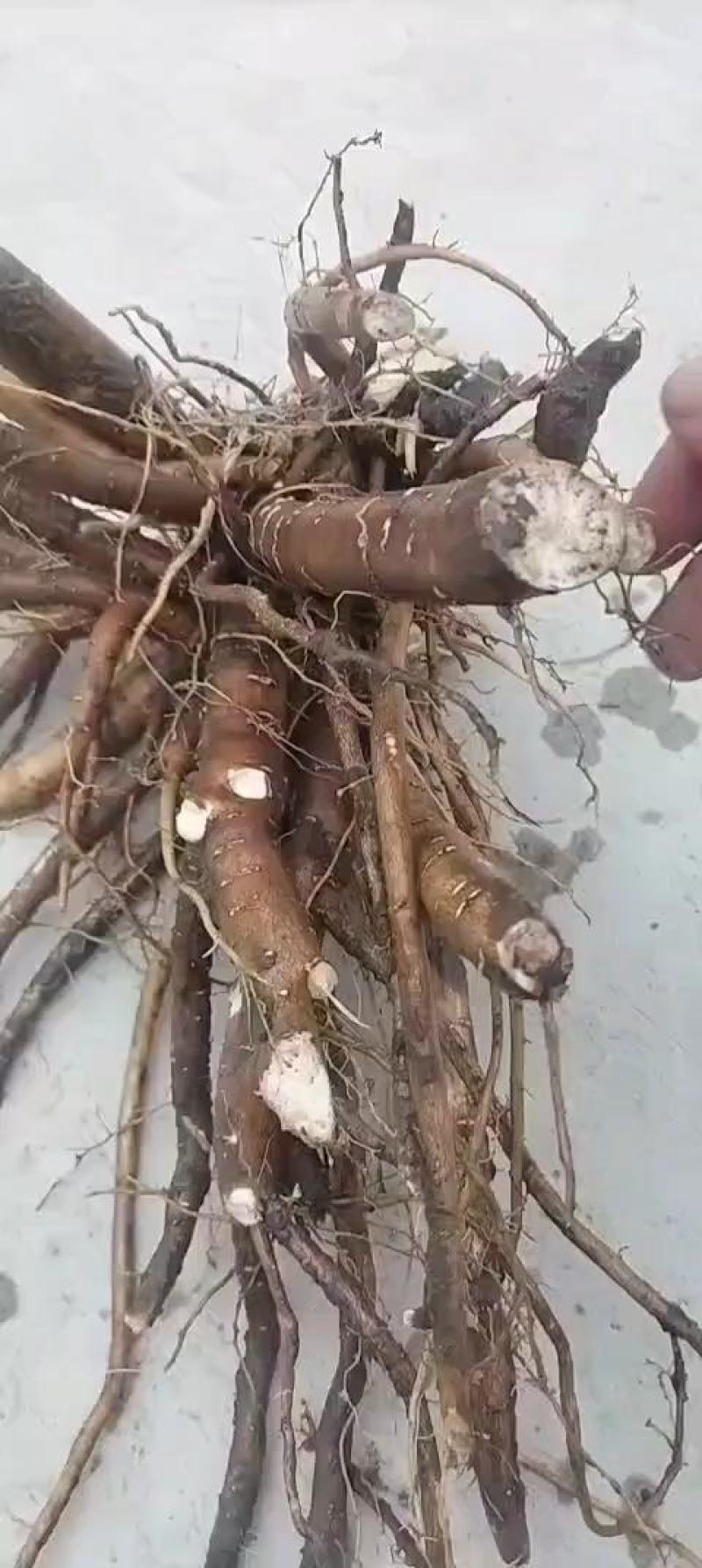 赤勺，单片白花赤勺，本产品产量高，抗病能力强，一手货源