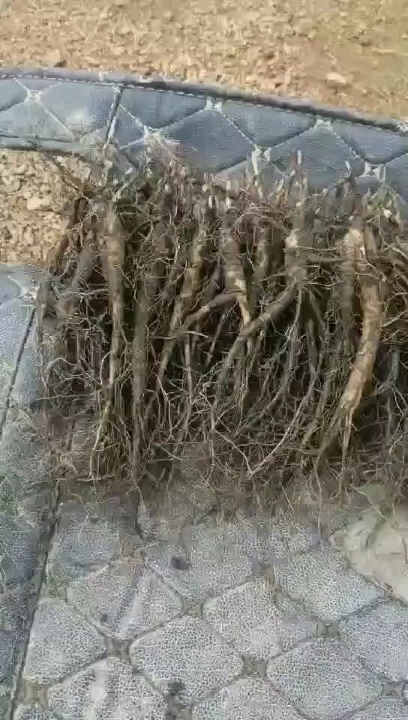 赤勺，单片白花赤勺，本产品产量高，抗病能力强，一手货源