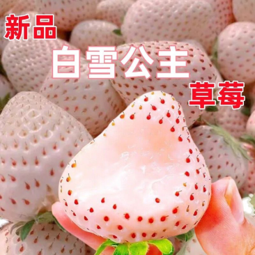新品白雪公主草莓苗室内盆栽地栽四季种植白草莓
