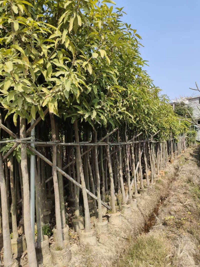 芒果树4-5-6-7-8大量现货出售，欢迎来电咨询