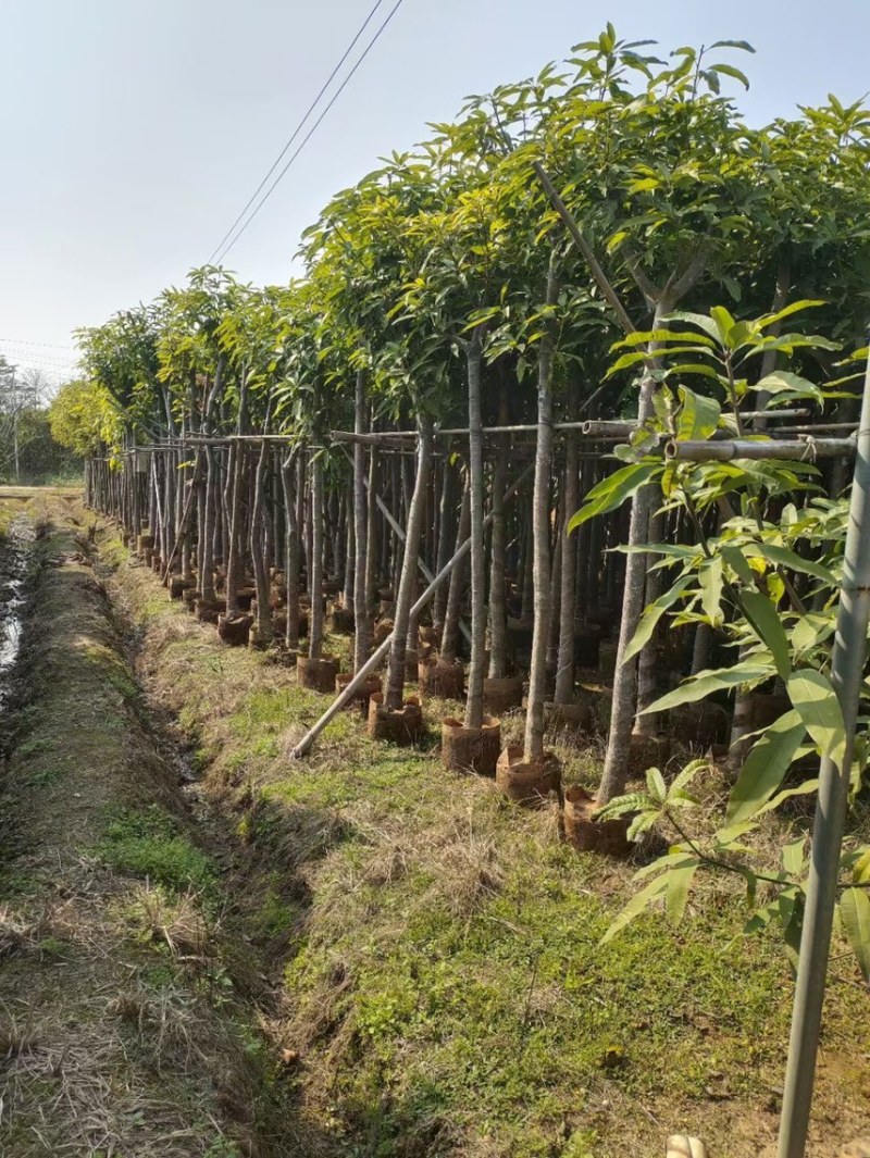 芒果树4-5-6-7-8大量现货出售，欢迎来电咨询