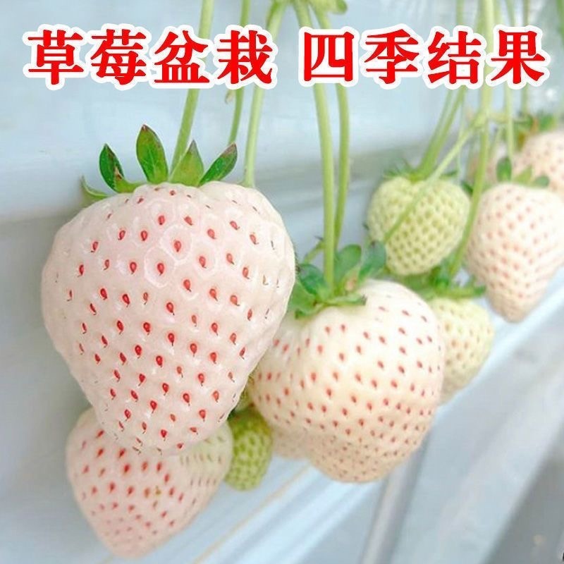 新品白雪公主草莓苗室内盆栽地栽四季种植白草莓