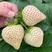 新品白雪公主草莓苗室内盆栽地栽四季种植白草莓