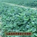 新品白雪公主草莓苗室内盆栽地栽四季种植白草莓