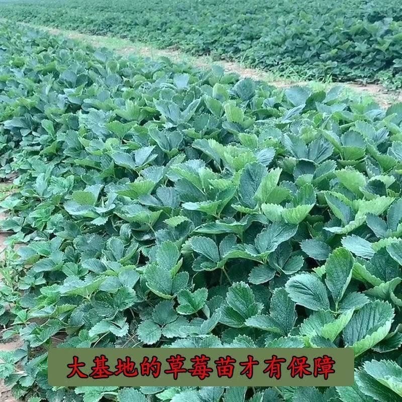 新品白雪公主草莓苗室内盆栽地栽四季种植白草莓